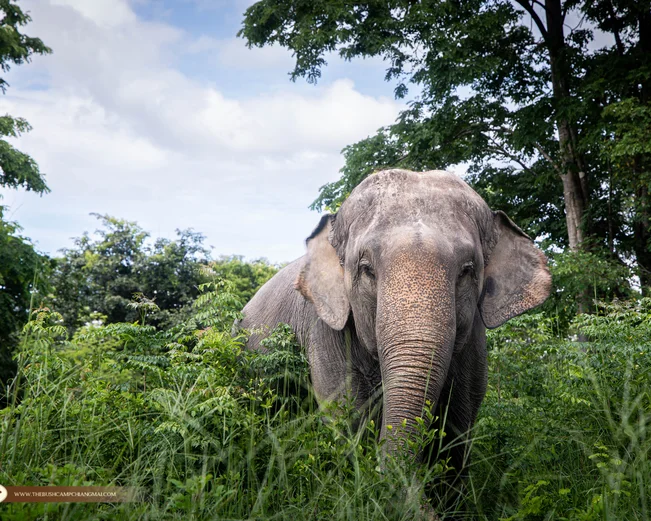 Elephant at The Bush Camp