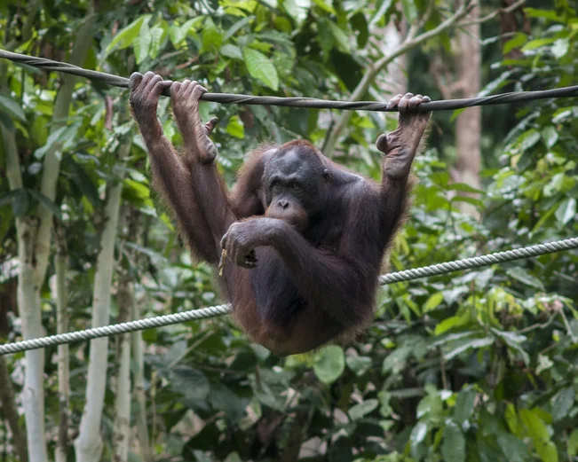 Orangutan in the trees