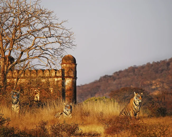 Fort Tigers, Ranthambore, India