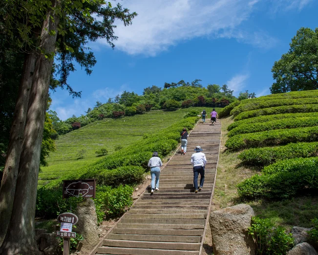 Korea Green Tea Field