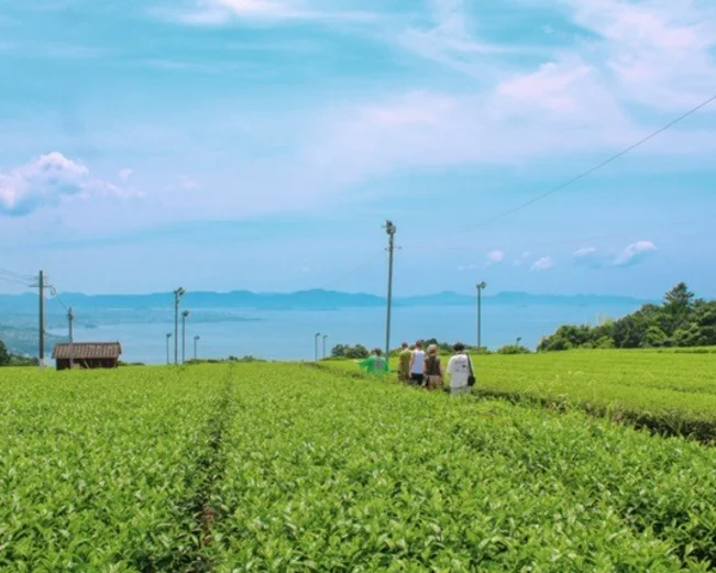 Nagasaki tea field