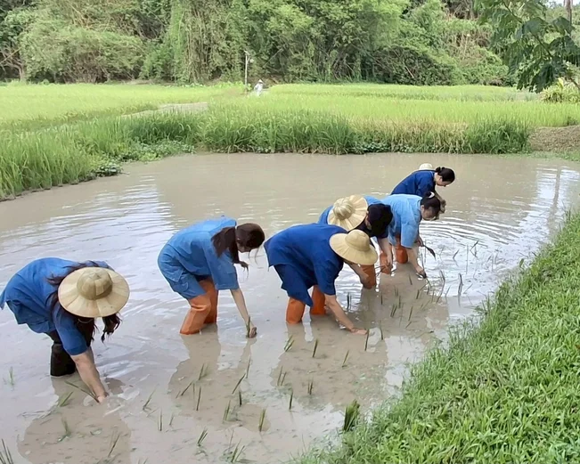 Planting rice at Ahsa Farm Stay