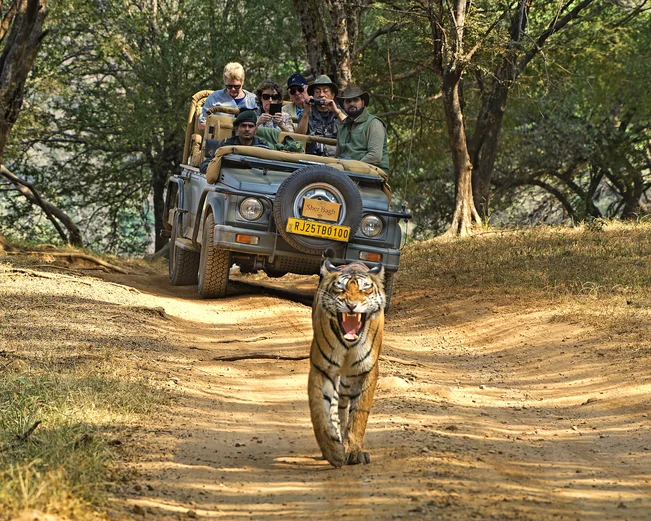 Sher Bagh Jeep & Tiger, Ranthambore, India