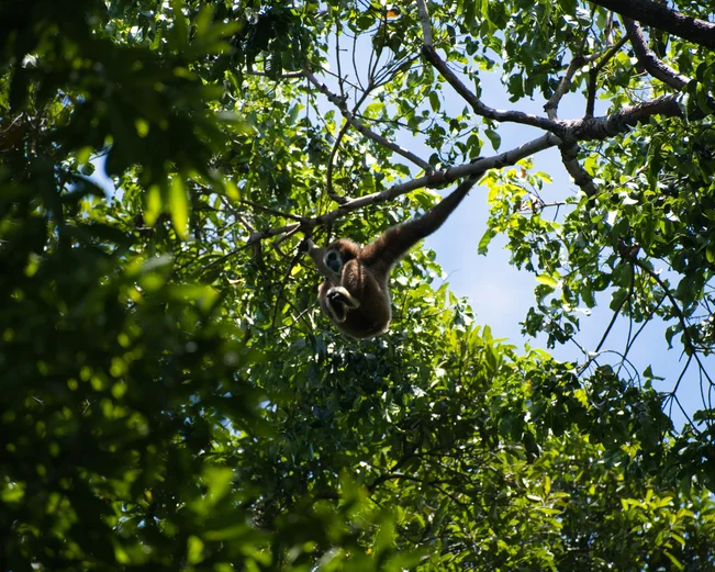 Gibbon in the canopy