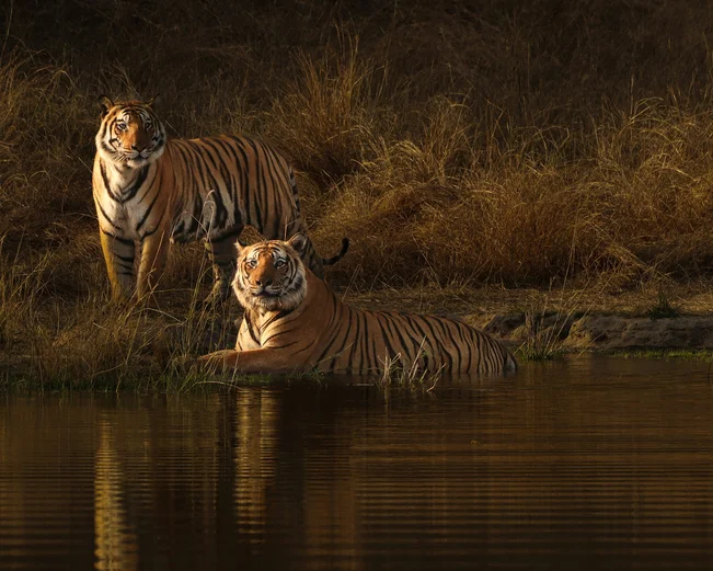 Bandhavgarh Tigers, Bandhavgarh, India