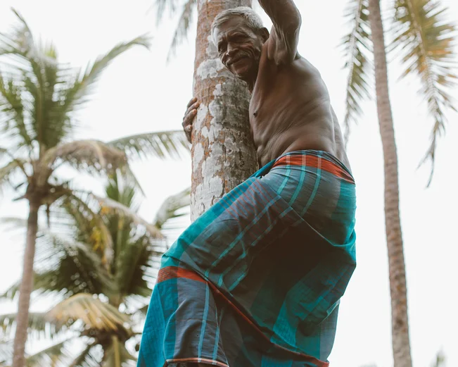 Coconut Man climbing tree, Kerala, India