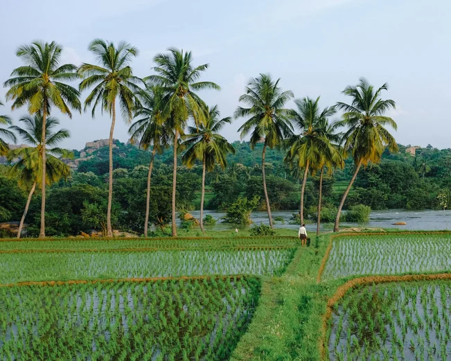 Hampi Paddyfields, Hampi, India