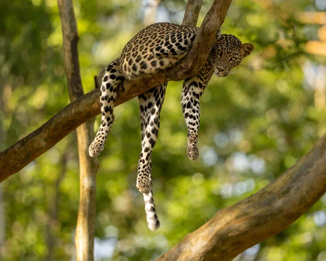 Kabini Leopard, Kabini, India