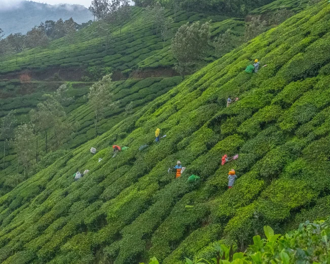 Munnar Tea Pickers, Munnar, India