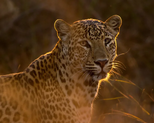 Panna Leopard, Panna, India
