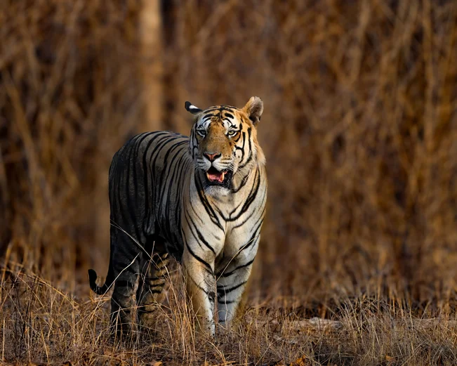 Pench Tiger, Pench, India