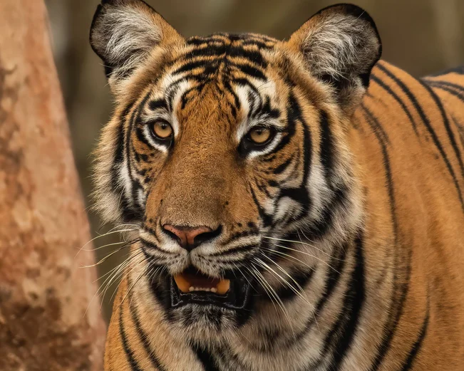Tiger Kabini, Kabini, India
