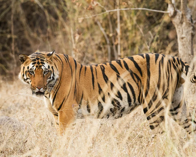 Tiger in the long grass, Kanha, India