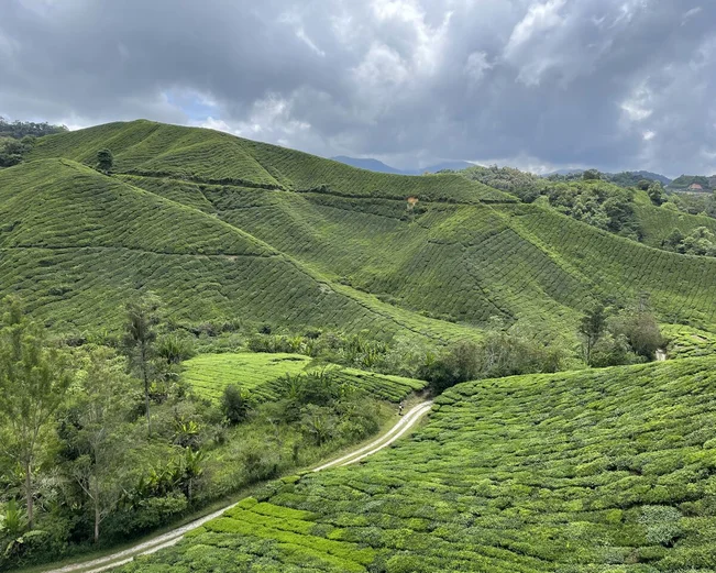 Green tea plantations overlap each other in a hilly landscape