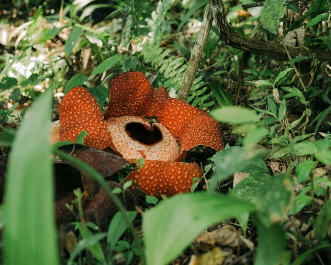 Rafflesia flower surrounded by leaves