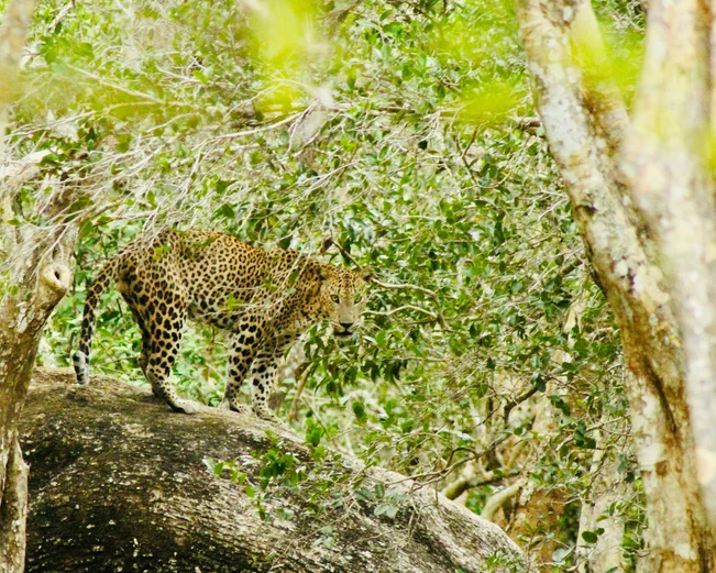 Leopard in Wilpattu