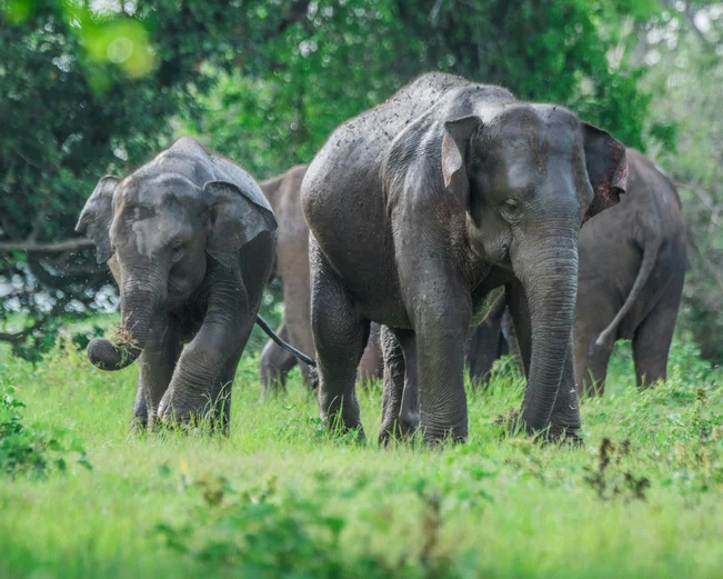 Elephants in Minneriya
