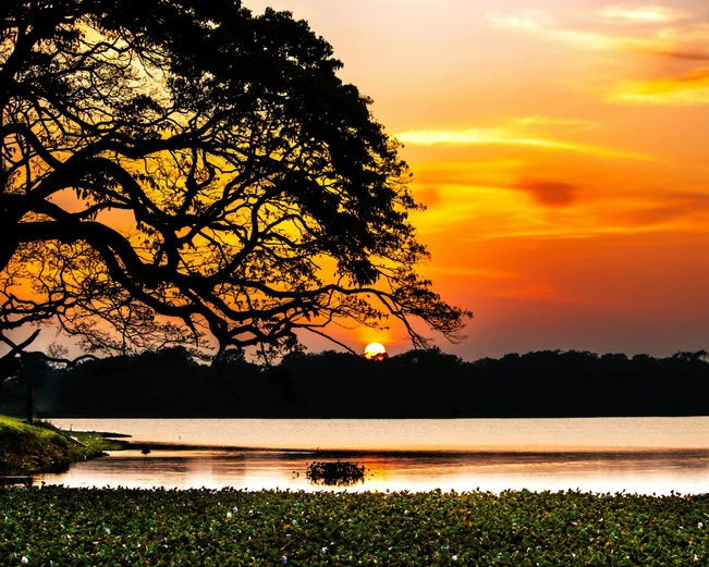 Wilpattu Sunset