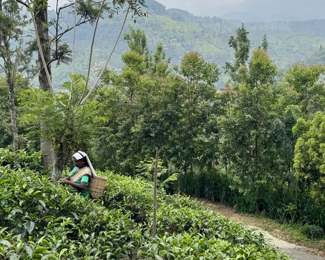 Tea Plucking