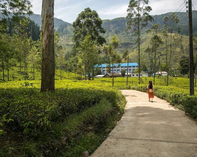 Tea Factory
