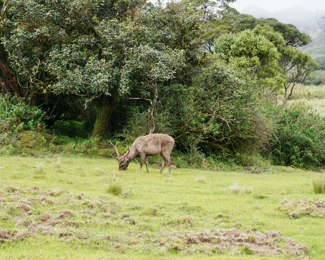 Sambar Deer in Horton Plains 