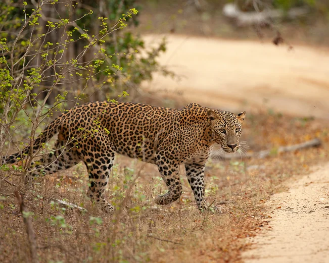 Leopard in Yala