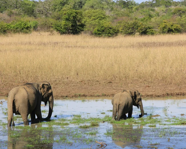 Elephants in Yala