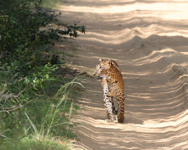 Yala Leopard