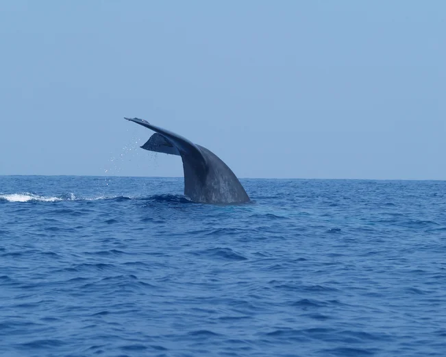 Whale Watching