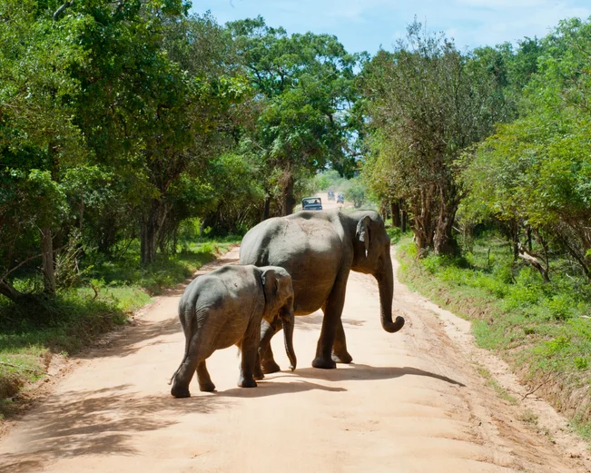 Elephants Yala