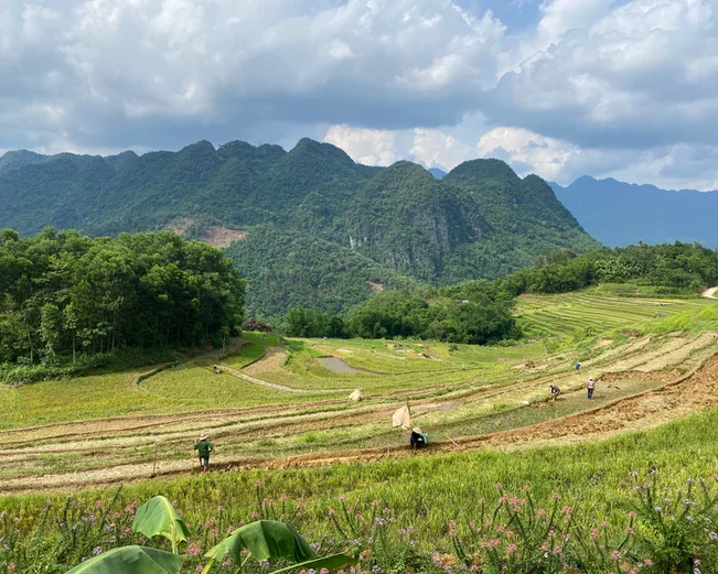 Farmers working a terraced rice field, with a forest in the background