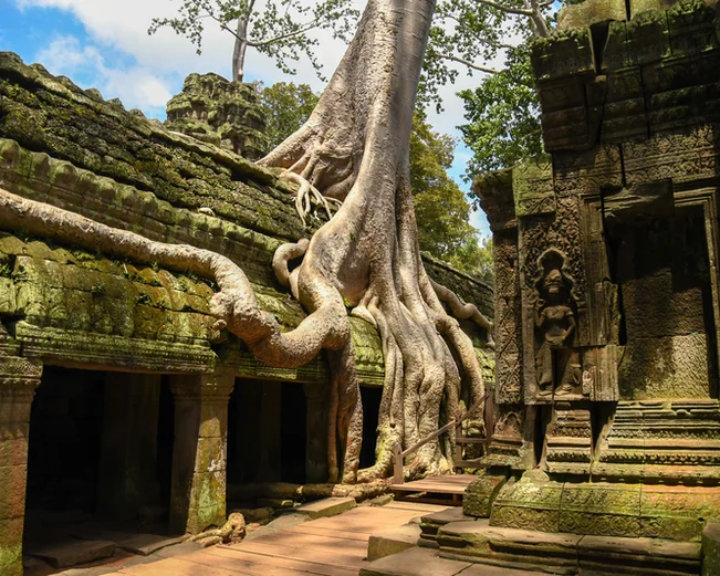 Tree roots grow over the outside of a temple