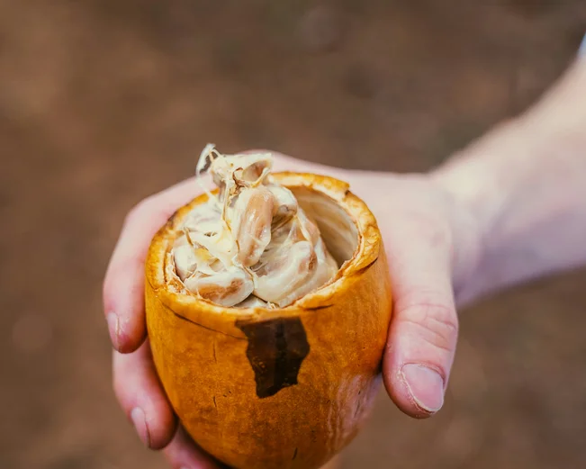 closeup of a hand holding an opened cocoa pod