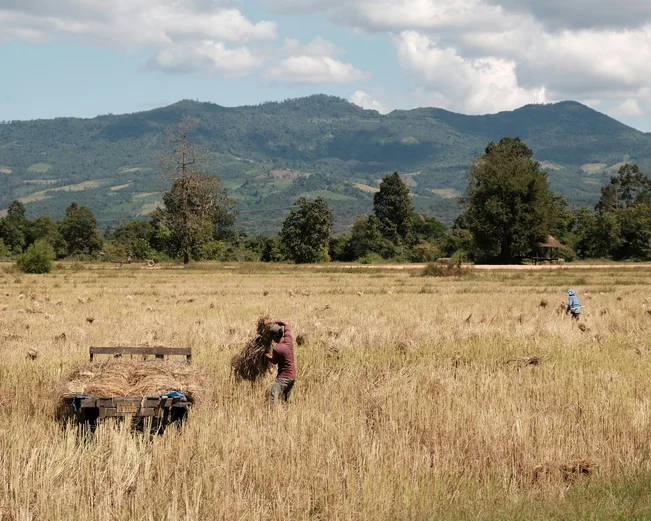 Farmers tending a field of light brown crops