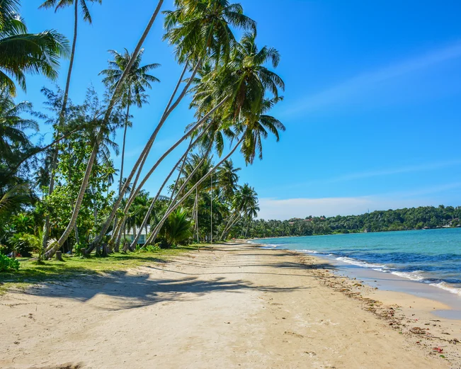 Sideways image of a beach, with palm trees on the left and a calm sea to the right