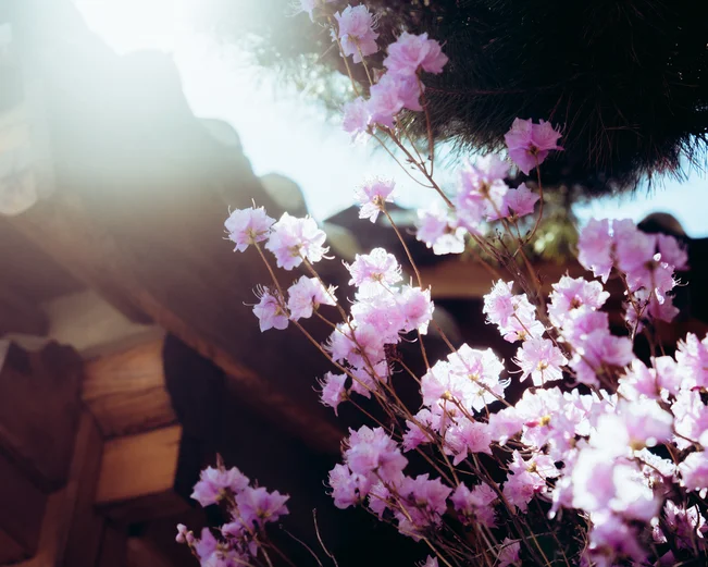 An image of a hanok roof with cherry blossoms in front