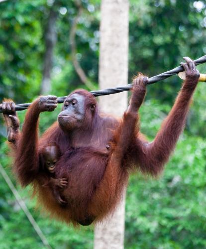 Orangutan at Sepilok