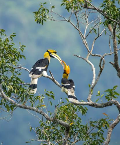 Birds in Borneo