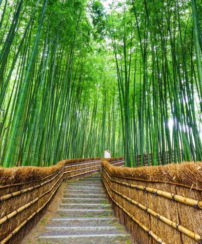 Arashiyama bamboo forest