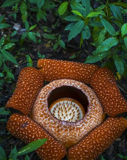 Rafflesia Flower in Malaysia