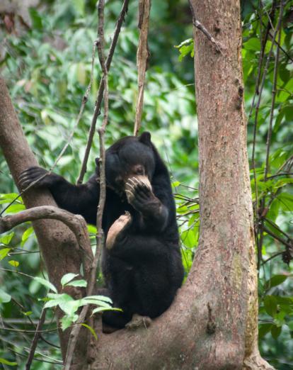 Borneo Sun Bear 