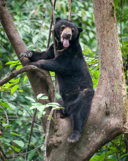 Sun Bear at Bornean Sun Bear Conservation Centre - Alastair Donnelly