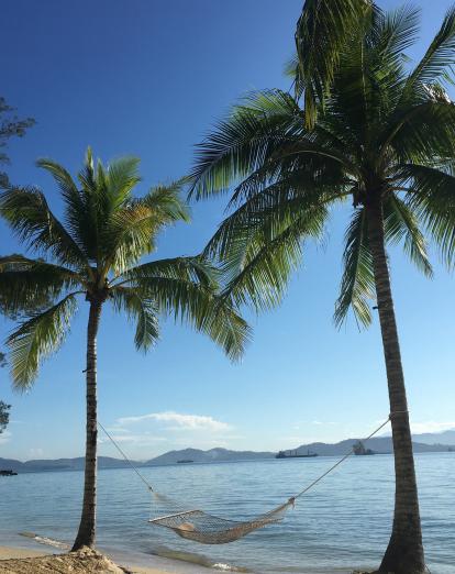 Palm trees at Gaya Island