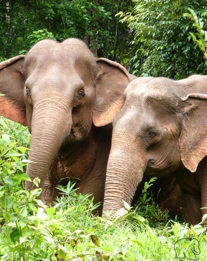 Elephants in Mondulkiri