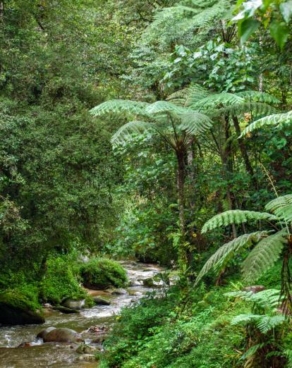 Stream in Cameron Highlands