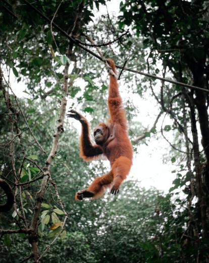Orangutan swinging from tree in Semenggoh Orangutan Sanctuary - Pat Whelen
