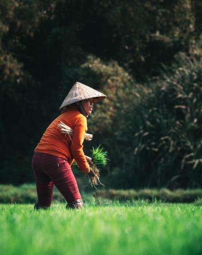 Rice farming in Hoi An