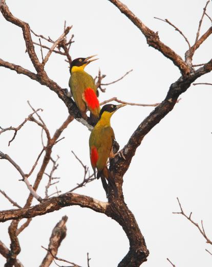 Birds in Kulen Prontemp - Martin Hale