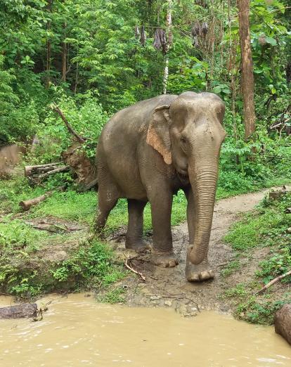 Elephant at Mandalao Sanctuary near Luang Prabang