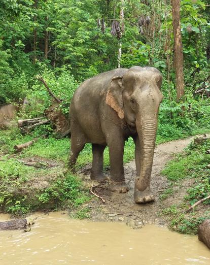 Elephant at Mandalao Sanctuary near Luang Prabang